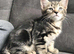 Tabby &pound;80 black and white &pound;40