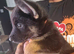 Shepskie puppies for sale