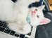 Adorable pure white female girl kitten affectionate