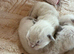 Beautiful pure ragdolls