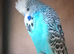 Show budgies