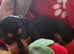 5 kc reg mini dachshund pups for sale