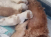 Tytuł;Adorable Hybrid Puppies – Cockapoo( maltipoo)