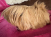Peruvian red lilac point boar 6 mths