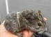 2 female guinea pig babies