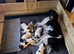 Top-Tier Working English Springer Spaniel Pups - Bishwell Bandstand Sired & KC Registered