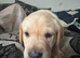 Puppy litter of 5