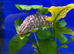 XL Yo-yo Loach (Botia almorhae)