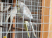 Proven Adult Breeding pair cockateils