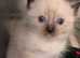 Ragdoll kittens