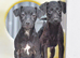 Both vaccines.. & READY NOW Miniature Patterpoo’s