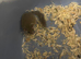 African pygmy dormice