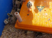 Bobwhite Snowflake Quail Chicks £3