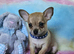 Long & short coat chihuahuas READY NOW