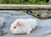 Teddy sows
