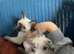 Siamese girl kittens ready now