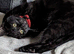 Cat needing a home