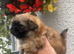 Stunning top quality Pekingese puppies