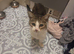 3 year old female cat looking for loving home.
