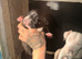 Stunning Labrador x American bulldog pups