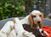 Working Coker spaniel puppies