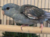 Lineolated Male