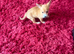 Kevin Adorable pup great with cats