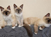 Fluffy boys ready now