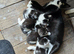 Three kittens, two female one male
