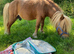 Proven spsbs ride & drive miniature Shetland stallion chestnut