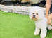 KC Registered Bichon Frise Champion Lines