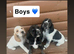 Beagle x puppies