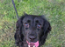 Will you give our Bella the beloved home she needs?