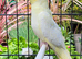 Various baby & adult cockatiels