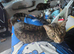 Female cat