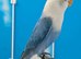 DNA sexed Male Female Lovebirds