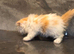 Wee Wonders seek new mum and dad - RESERVED