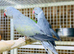 Ring neck parrot
