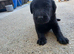 KC registered labrador puppies
