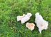 Pomeranian.. 1 male puppy left