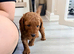 *5 star F1b labradoodle puppies