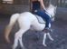 13.3hh appaloosa x cob mare