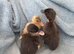 3 tiny ducklings