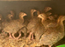 GUINEA FOWL KEETS / READY NOW TO COLLECT