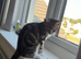 Beautiful cat to go to a good home