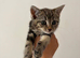 Tabby and tortie kittens