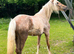 Palamino section D filly to make 15hh+