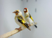 Siberian goldfinche