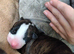 Lurcher puppies for sale