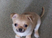 Pedigree chihuahua boys